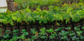 Ayuntamiento de Cosoleacaque a favor del medio ambiente