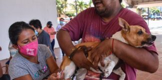 Realizan en Coatzacoalcos jornada de vacunación canina y felina
