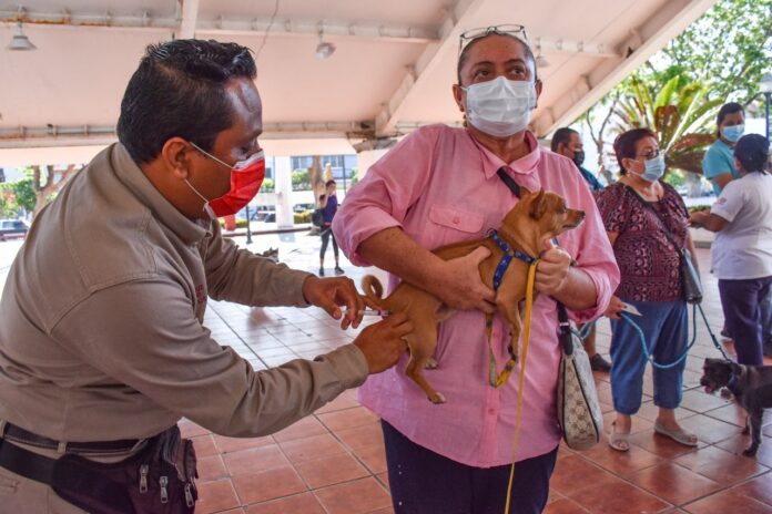 Jornada de vacunación antirrábica: una persona sostiene a su perro mientras lo vacunan