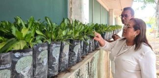 Ayuntamiento de Minatitlán inicia labores para el nuevo Vivero Municipal