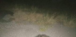 Elementos de Protección Civil rescatan puercoespín en la zona urbana de Minatitlán