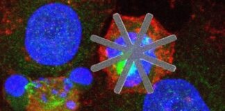 Introducen chips dentro de células vivas para que actúen como fármacos ‘mecánicos’