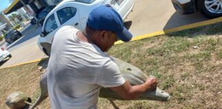 Limpian en Coatzacoalcos esculturas vandalizadas