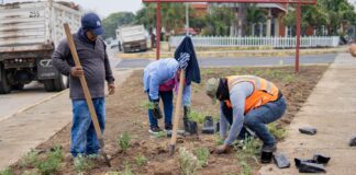 Ayuntamiento de Minatitlán siembra plantas ornamentales