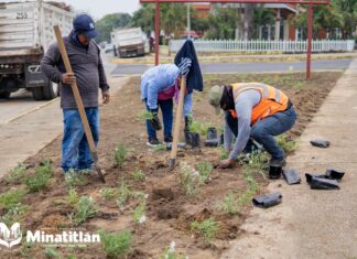 Ayuntamiento de Minatitlán siembra plantas ornamentales