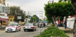 Ornatos Parques y Jardines de Minatitlán realiza poda de árboles en la calle Atenas