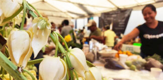 Celebrara Córdoba el Primer Festival de la Flor de Izote