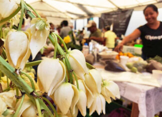 Celebrara Córdoba el Primer Festival de la Flor de Izote