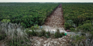 Ordenan a Semarnat transparentar permisos sobre el Tren Maya