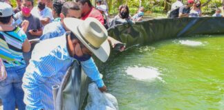 Fomenta Gobierno de Amado Cruz la producción de Tilapia en Coatzacoalcos