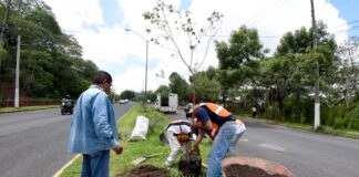 Ayuntamiento de Xalapa siembra más de mil 700 árboles en distintos puntos de la ciudad