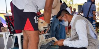 Ayuntamiento de Coatzacoalcos conmemora “Día del Perro Callejero” con vacunación