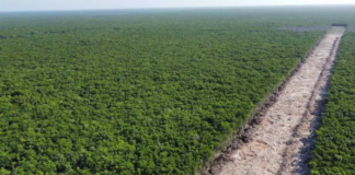 Declaran al Tren Maya como obra de seguridad nacional y reinician obras, pese a amparos