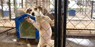 El Centro de Bienestar Animal de Córdoba busca dar en adopción a 15 caninos vacunados y esterilizados