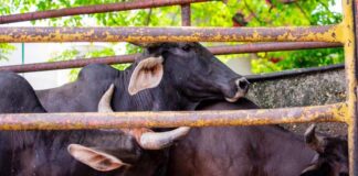 Ayuntamiento de Minatitlán administrará rastro municipal