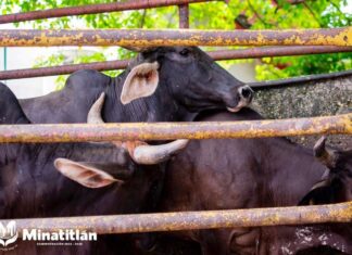 Ayuntamiento de Minatitlán administrará rastro municipal