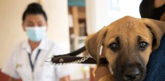 Arranca jornada de vacunación antirrábica canina y felina en Minatitlán