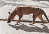 Científicos buscan resucitar al tigre de Tasmania, animal extinto desde 1936