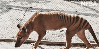 Científicos buscan resucitar al tigre de Tasmania, animal extinto desde 1936