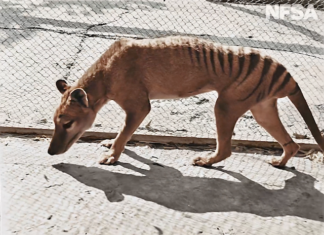 Científicos buscan resucitar al tigre de Tasmania, animal extinto desde 1936