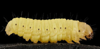 Descubren que la saliva del gusano de cera puede descomponer el plástico