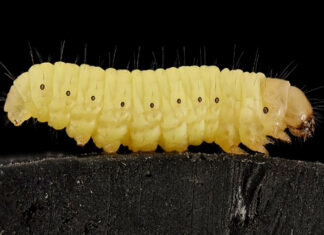 Descubren que la saliva del gusano de cera puede descomponer el plástico