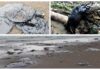 Hidrocarburo contamina playas de Coatzacoalcos; provoca muerte de tortugas marinas