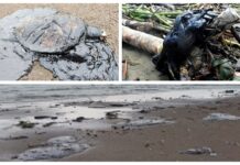Hidrocarburo contamina playas de Coatzacoalcos; provoca muerte de tortugas marinas