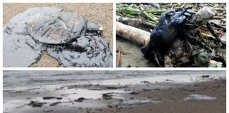 Hidrocarburo contamina playas de Coatzacoalcos; provoca muerte de tortugas marinas