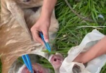 Se extiende plaga del gusano barrenador; confirman caso en Minatitlán. Hay silencio gubernamental Becerro afectado por el gusano barrenador en Minatitlán, al sur de Veracruz.