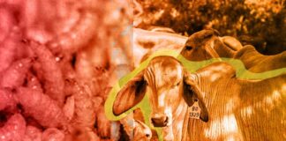 USDA critica actuación de México por propagación del gusano barrenador Brote de gusano barrenador aumenta tensión entre México y EU