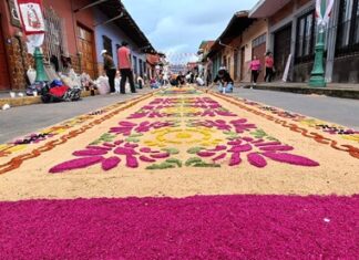 Identidad cultural en Coatepec; elaboran alfombra multicolor de aserrín Coatepec reafirma su identidad cultural