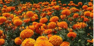 Ruta del Cempasúchil 2025: un viaje entre flores y memoria Es una vivencia cultural que fusiona arte, historia y espiritualidad en uno de los lugares más emblemáticos de México: los canales de Xochimilco