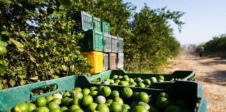 Lamenta Sheinbaum asesinato del líder limonero michoacano; tiene que haber justicia CSP adelantó que todo el gabinete de seguridad apoyará tanto al gobierno de Michoacán, como a la FGJE para dar con los responsables de este lamentable asesinato