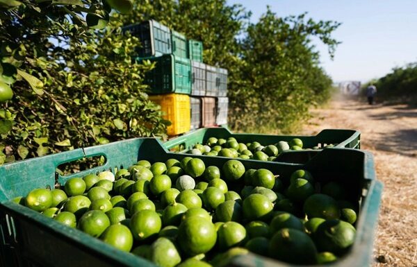 Lamenta Sheinbaum asesinato del líder limonero michoacano; tiene que haber justicia CSP adelantó que todo el gabinete de seguridad apoyará tanto al gobierno de Michoacán, como a la FGJE para dar con los responsables de este lamentable asesinato