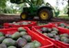 Trump quita aranceles al aguacate y otros productos agropecuarios EU había impuesto aranceles de al menos el 10% a la mayoría de las importaciones desde abril, con tasas más altas en agosto
