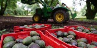 Trump quita aranceles al aguacate y otros productos agropecuarios EU había impuesto aranceles de al menos el 10% a la mayoría de las importaciones desde abril, con tasas más altas en agosto