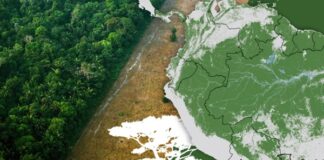 Los gráficos, mapas y fotos que muestran la lenta muerte de la Amazonía y por qué el mundo debería preocuparse Los bosques tropicales también producen una cubierta de nubes que refleja la luz solar hacia el espacio y tiene un efecto refrigerante sobre el planeta