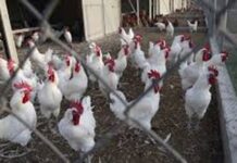 Irlanda ordena confinamiento de aves de corral tras confirmar dos brotes de gripe aviar La Asociación de Agricultores de Irlanda ha pedido a los empresarios del sector refuerzar las medidas de bioseguridad y garantizar la aplicación de controles más estrictos