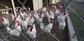 Irlanda ordena confinamiento de aves de corral tras confirmar dos brotes de gripe aviar La Asociación de Agricultores de Irlanda ha pedido a los empresarios del sector refuerzar las medidas de bioseguridad y garantizar la aplicación de controles más estrictos