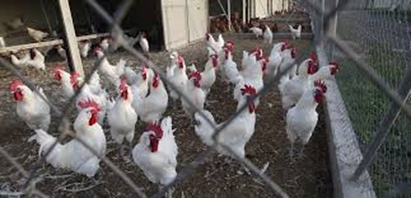 Aviar La Asociación de Agricultores de Irlanda ha pedido a los empresarios del sector refuerzar las medidas de bioseguridad y garantizar la aplicación de controles más estrictos