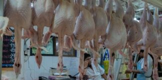 De importación, casi el 90% del pavo que se consume en México Al igual que Halloween y Pascua, esta celebración se ha incorporado al imaginario colectivo, generando efectos visibles en el comercio, la gastronomía y el consumo estacional