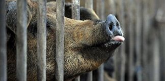 México suspende importaciones de productos porcinos de España ante el brote de peste porcina La restricción aplica tanto a operaciones comerciales como a productos de origen porcino que porten las personas viajeras