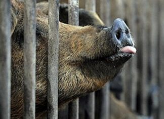 México suspende importaciones de productos porcinos de España ante el brote de peste porcina La restricción aplica tanto a operaciones comerciales como a productos de origen porcino que porten las personas viajeras