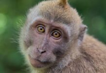 Un nuevo experimento revela que rejuvenecer es posible No se habla de inmortalidad ni de elixires mágicos. Se trata de biología celular y tisular real, medible y replicable, y eso ya supone una revolución silenciosa