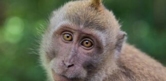 Un nuevo experimento revela que rejuvenecer es posible No se habla de inmortalidad ni de elixires mágicos. Se trata de biología celular y tisular real, medible y replicable, y eso ya supone una revolución silenciosa