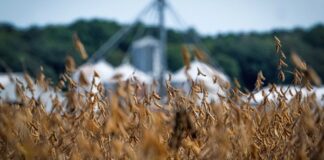 Rusia envía 58,000 toneladas de trigo a México Rusia exportó 549,000 toneladas de trigo a México entre enero y septiembre de 2024