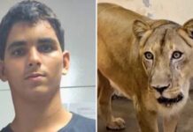 «Fue una tragedia anunciada»: el joven brasileño que murió tras meterse en el recinto de los leones en un zoológico de Brasil La directora del Centro de Atención Psicosocial Caminhar, Janaina D'Emery, afirma que Gerson recibió seguimiento desde su infancia.