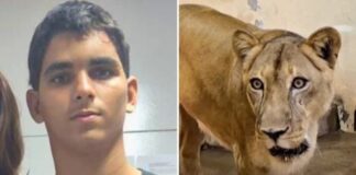 «Fue una tragedia anunciada»: el joven brasileño que murió tras meterse en el recinto de los leones en un zoológico de Brasil La directora del Centro de Atención Psicosocial Caminhar, Janaina D'Emery, afirma que Gerson recibió seguimiento desde su infancia.