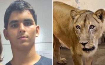 «Fue una tragedia anunciada»: el joven brasileño que murió tras meterse en el recinto de los leones en un zoológico de Brasil La directora del Centro de Atención Psicosocial Caminhar, Janaina D'Emery, afirma que Gerson recibió seguimiento desde su infancia.